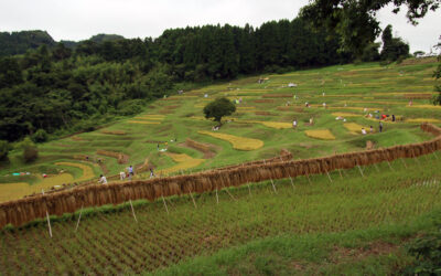 Threatened landscapes unite rural and urban communities in Japan