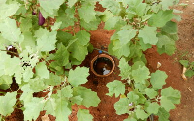 SWAR: A technology to drastically save irrigation water