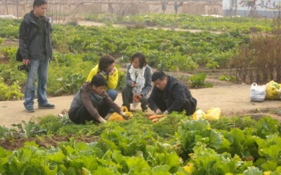 Community supported agriculture, thriving in China
