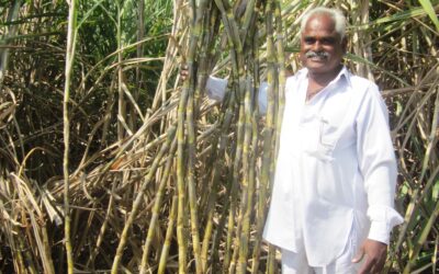 Sustainable sugarcane initiative – Improving yields and reducing ecological footprint