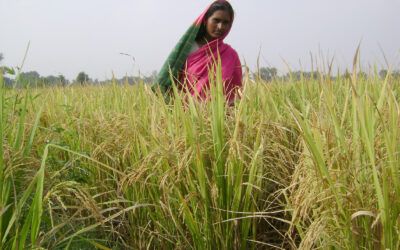 SRI Kranti – The rice revolution