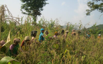 Towards food sovereignty: Millets based bio-diverse farming system