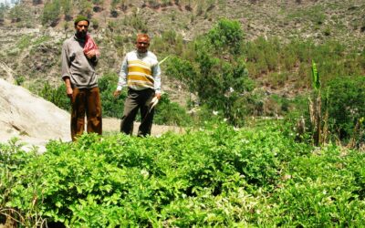 Multilayer vegetable farming: Small holder community innovates for improved production