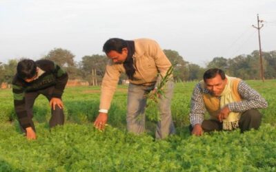 Consuming more pulses: Can it be a solution to fight malnutrition?