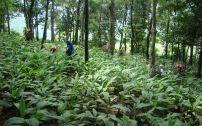 Agroforestry for ecological and economic benefits