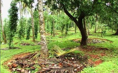 Kerala Home Gardens Nurturing biodiversity