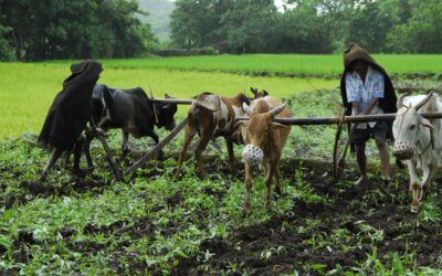 Livestock rearing and ecological agriculture: Ratnagiri farmers make their choice