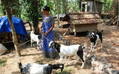 Women livestock keepers of South India prefer local to global breeds