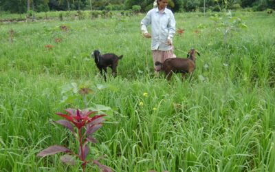 Financing sustainable farming through strong local institutions