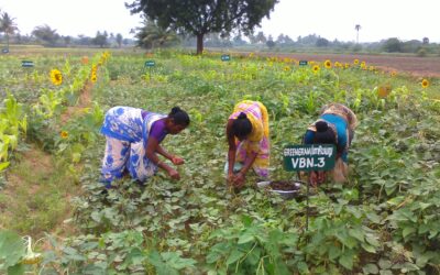 Pulse Panchayat – Achieving self sufficiency in pulse production