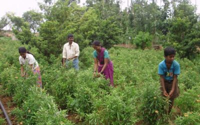 Meeting multiple needs of small farmers