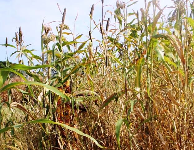 Policy changes on millets: A relook