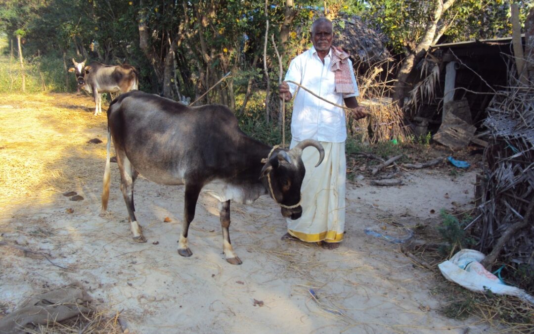Local practices conserve livestock breeds