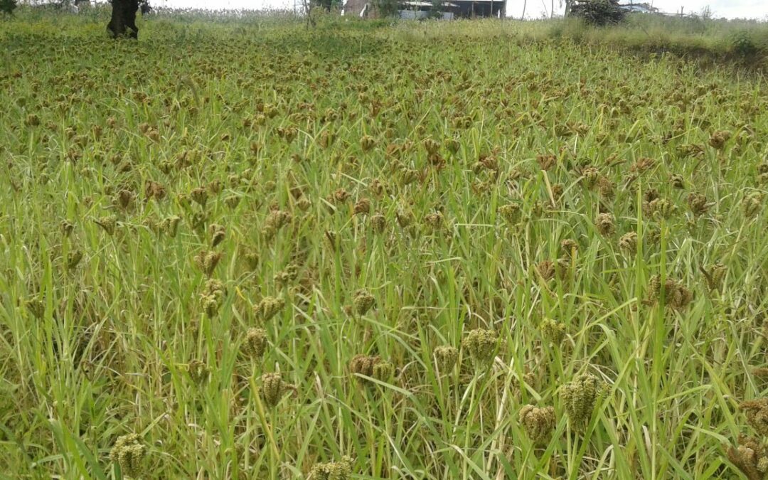 System of Crop Intensification – Promoting a profitable crop sequence of finger millet and chickpea