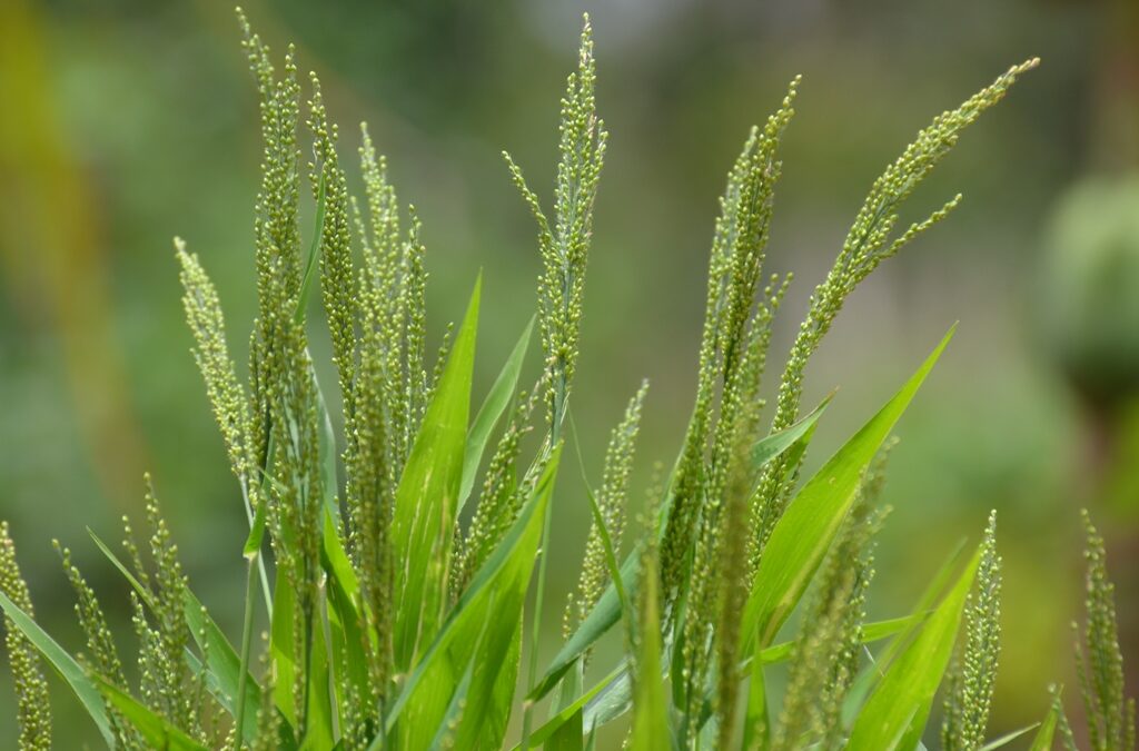Millet based mixed farming – Coping with weather extremities