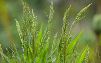 Millet based mixed farming – Coping with weather extremities