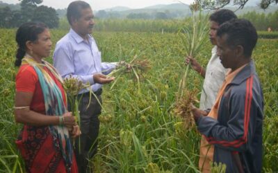 Intensification of finger millet production – An agro-ecological innovation