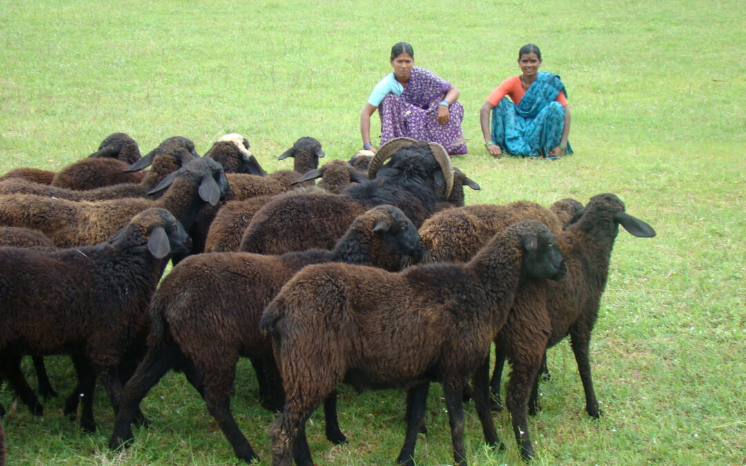 Gender and policies in livestock production