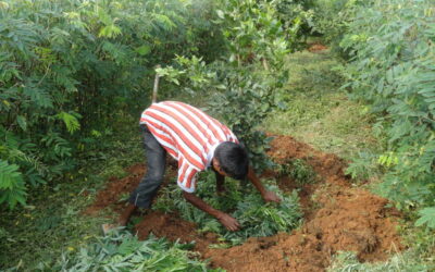 Bhoomi Sudha – Recycling biomass for enhanced soil fertility