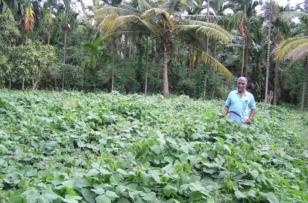 No fertilisers, no pesticides – This Karnataka farmers uses only solar energy