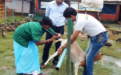 Pashu Sakhi – An alternative livestock extension approach