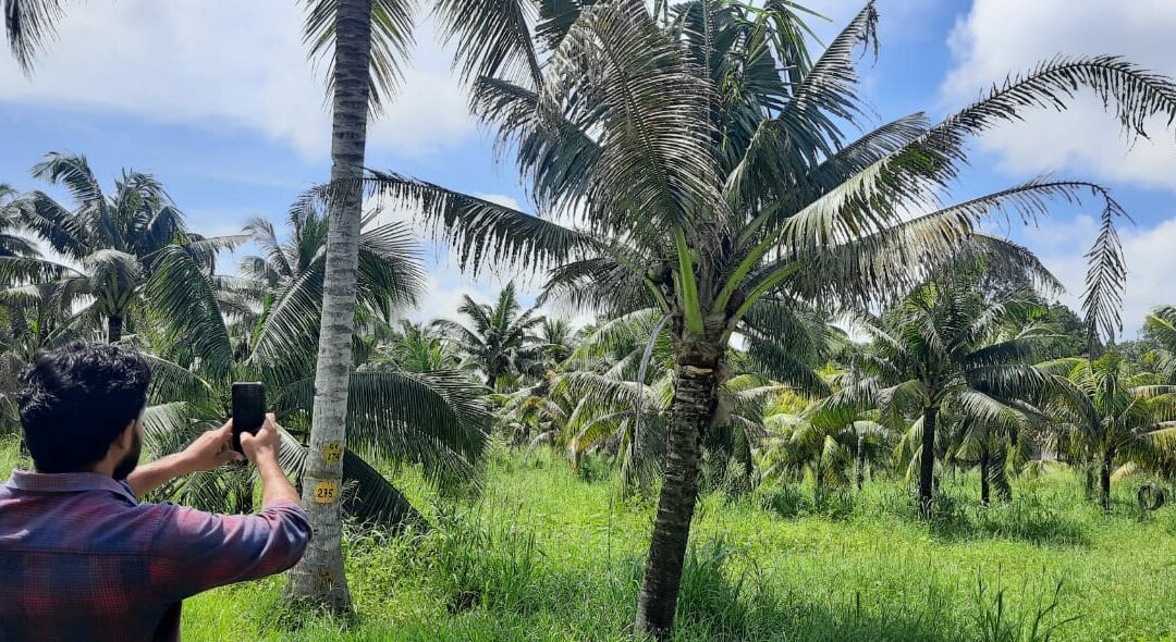 Going digital – Integrating experiential innovations in coconut farming