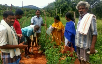Organic vegetable cultivation