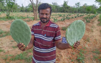 Cactus – An emerging fodder alternative