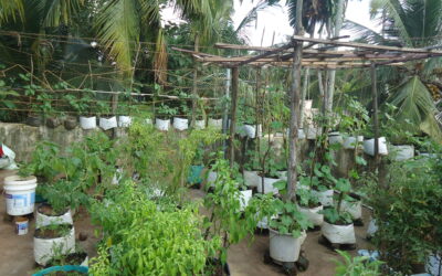 Urban home gardening movement in Kerala – Role of social media collectives