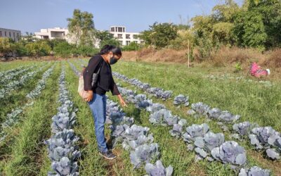 Homegrown harvests – Bringing food security to an educational campus