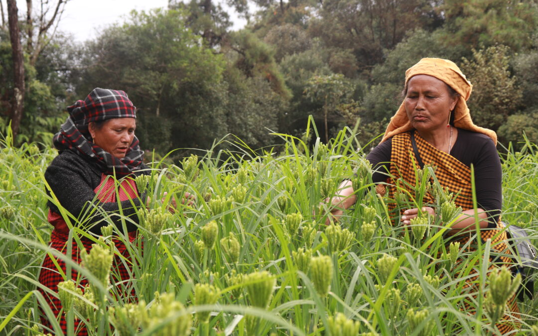 Revival of millets in North East India