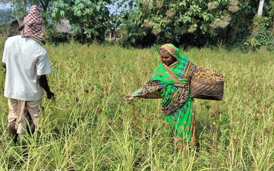 Revival of millets – Ensuring food and nutritional security