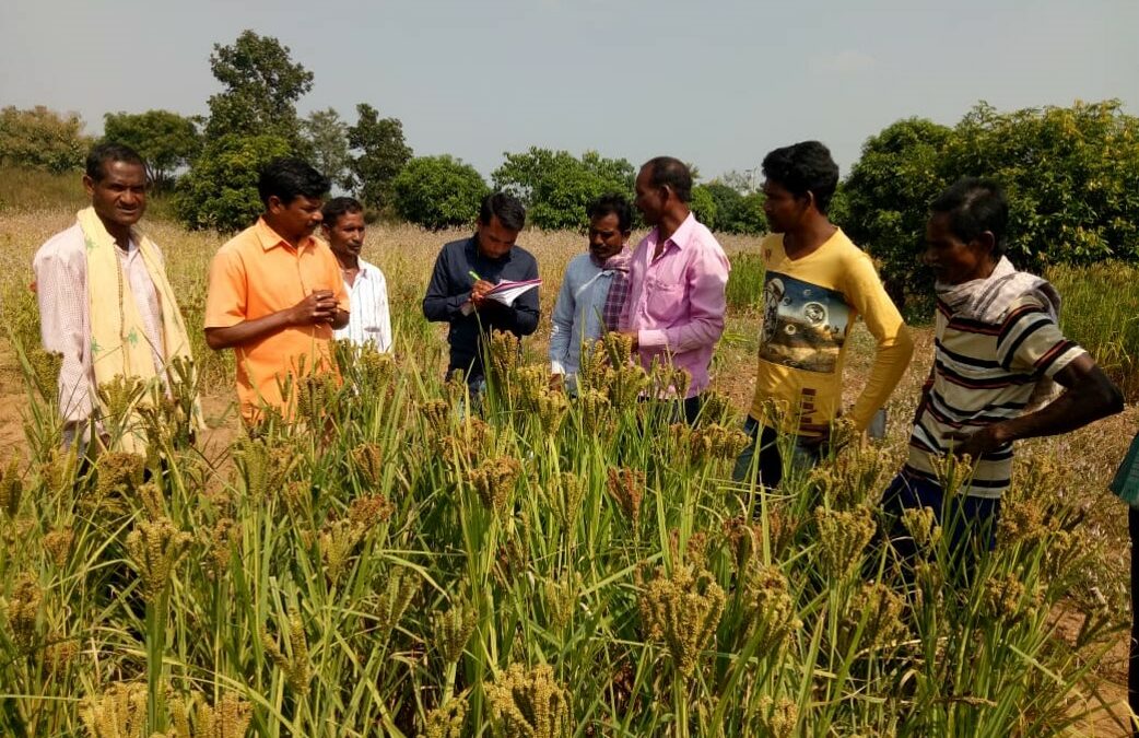 Millets Seed System – An experience from Odisha Millets Mission