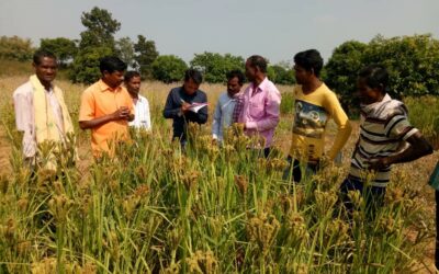 Millets Seed System – An experience from Odisha Millets Mission