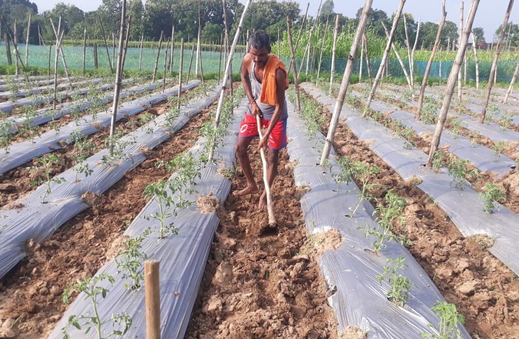 Innovative row covered technology for vegetable cultivation