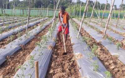 Innovative row covered technology for vegetable cultivation