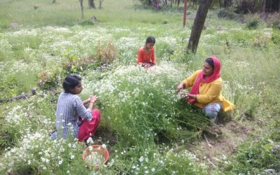 Women-led farms  Case studies from mid-hills of Himachal Pradesh